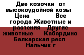 Две козочки  от высокоудойной козы › Цена ­ 20 000 - Все города Животные и растения » Другие животные   . Кабардино-Балкарская респ.,Нальчик г.
